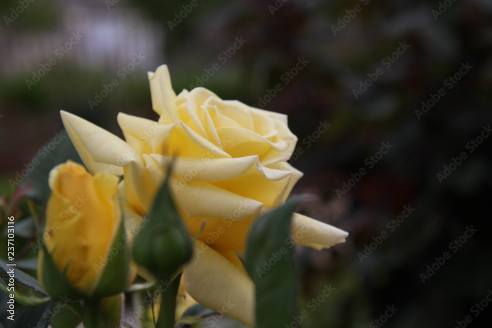 yellow flower yellow flower