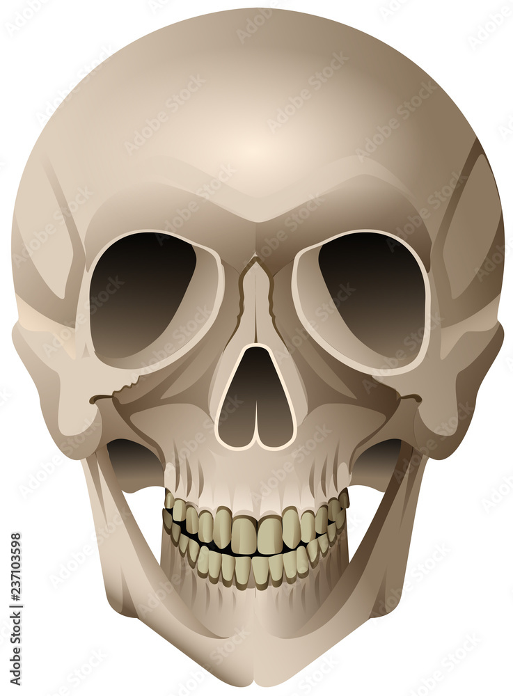 Human skull anatomical vector drawing isolated on white Human skull anatomical vector drawing isolated on white