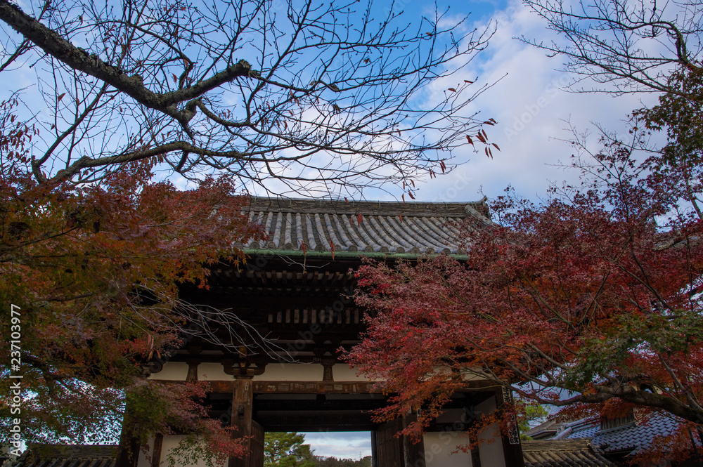 Fototapeta premium Ishiymadera red leaves at Shiga, Japan