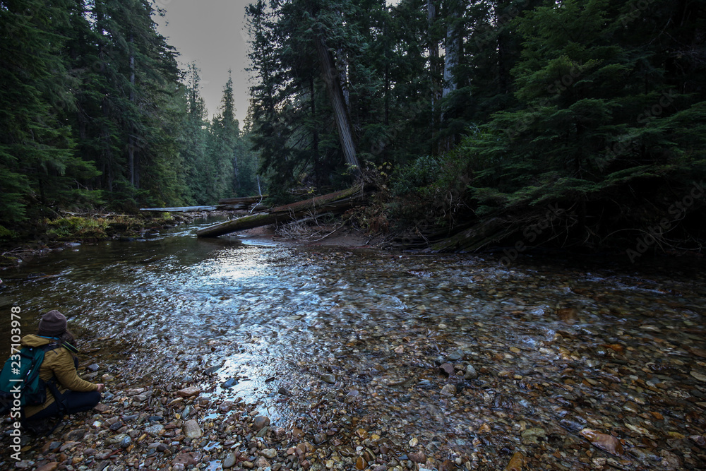 Obraz premium river in forest