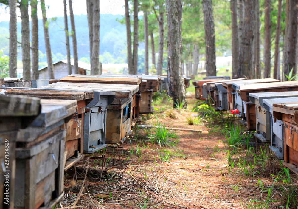 Hives in the apiaries stand in a row