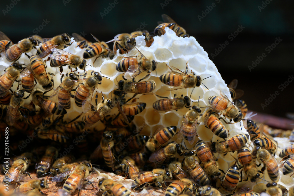Close-up of bee on the honeycomb 