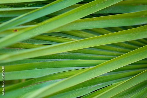 Lush Green leaf