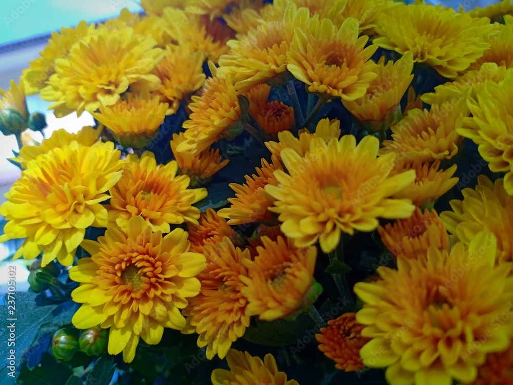 Yellow flower blooming vol.9 Yellow flower blooming vol.9