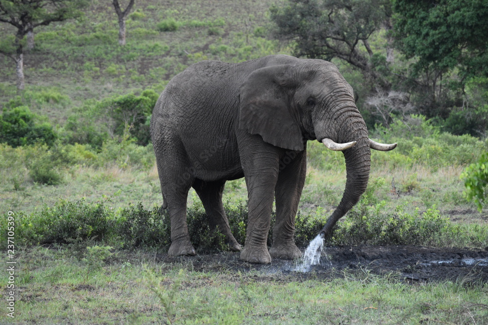 African Elephant playing in the mud