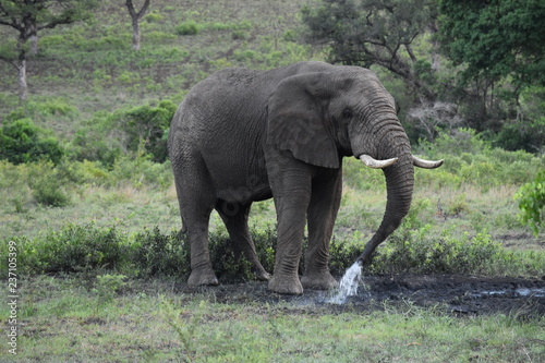 Photography African Elephant playing in the mud