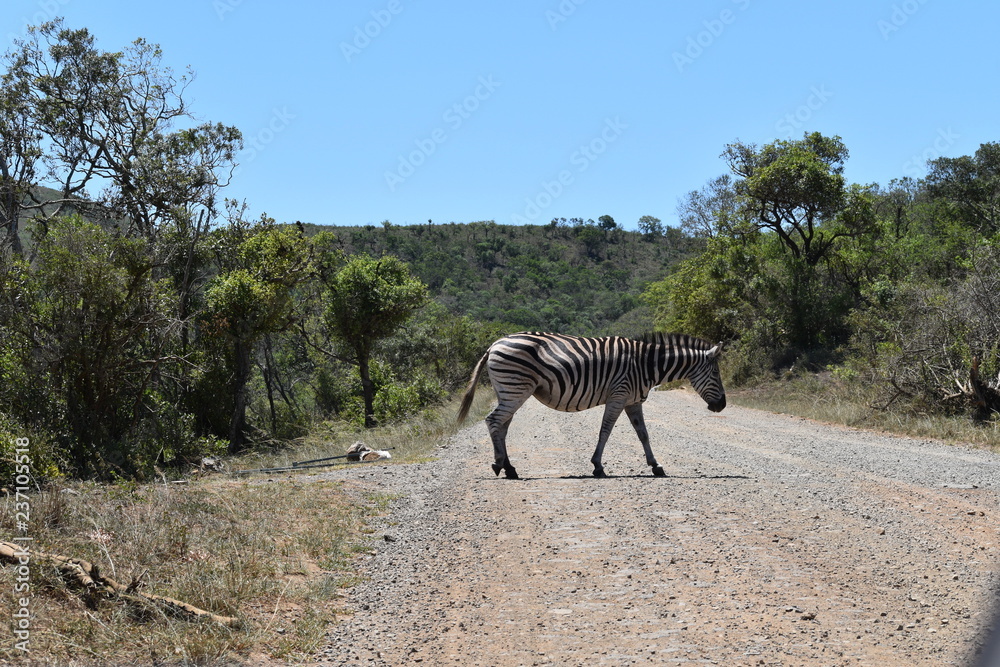 Fototapeta premium Zebra in Africa