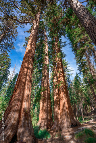 Giant sequoias near Yosemite National Park in California
