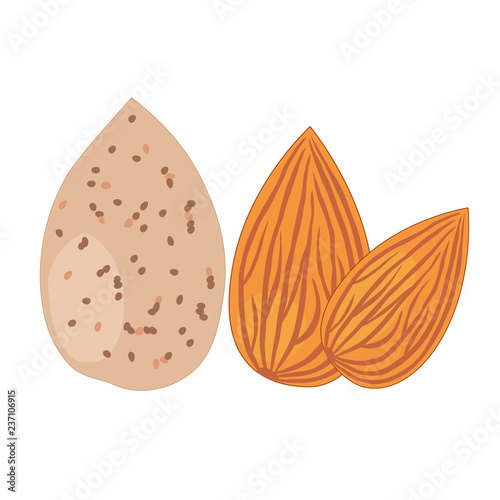 Almond, isolated on white background, vector illustration