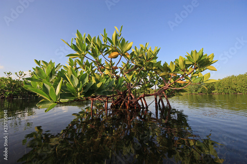 Young Mangrove trees in early morning light in Card Sound, Florida.