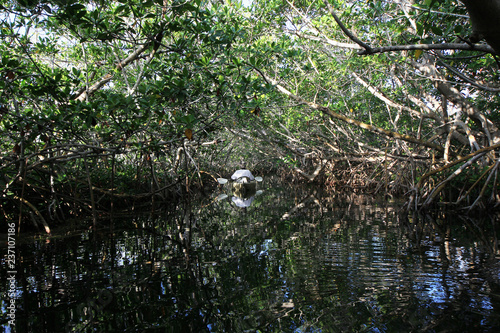 Kayaker in a dense Mangrove tunnel in Card Sound, Florida.