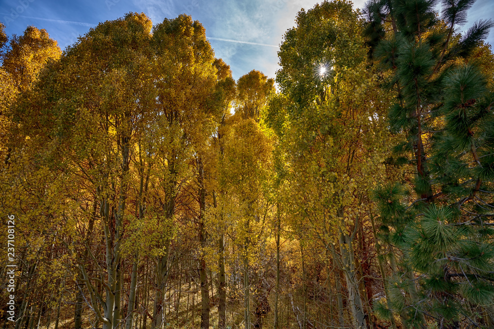 Trees at Yosemite National Park in California