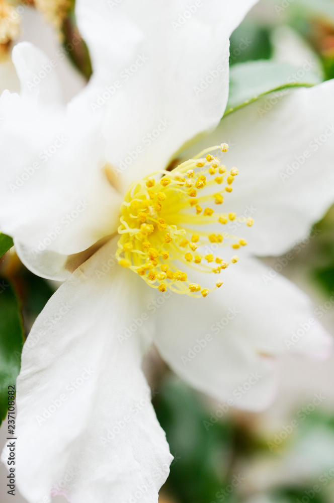 Obraz premium 白い山茶花の花