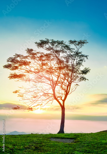 One tree sunset   The tree on slope hill mountain and beautiful sunrise with tree alone and sun sky yellow blue background