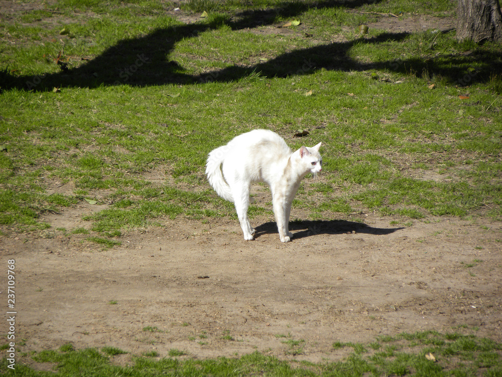 Fototapeta premium A scared bristly white cat