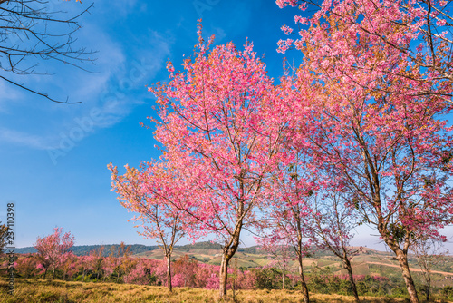 Wild himalayan cherry in sunshine day on top of mountain