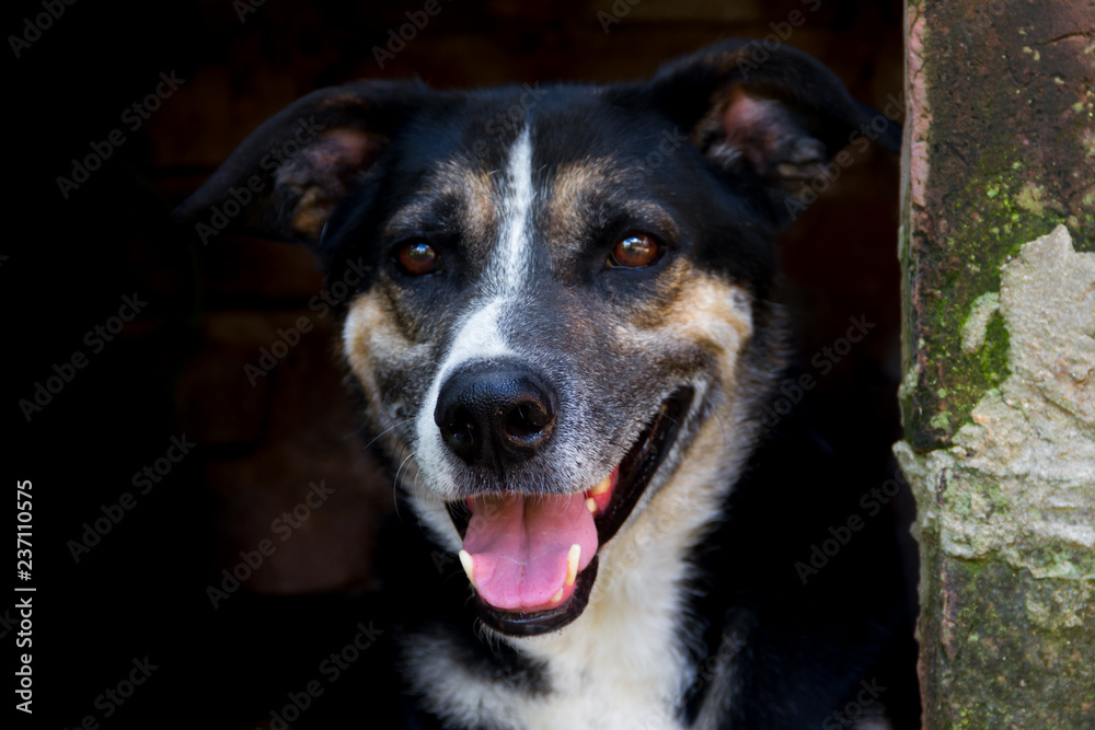 portrait mongrel stray dog on dark background portrait mongrel stray dog on dark background