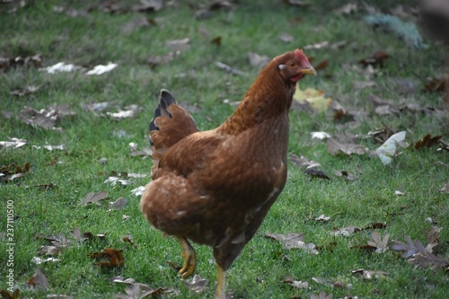 Rhode Island Red Chicken