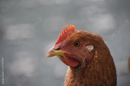 Rhode Island Red Hen