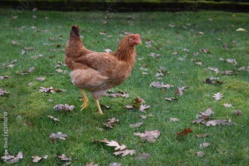 Rhode Island Red Chicken