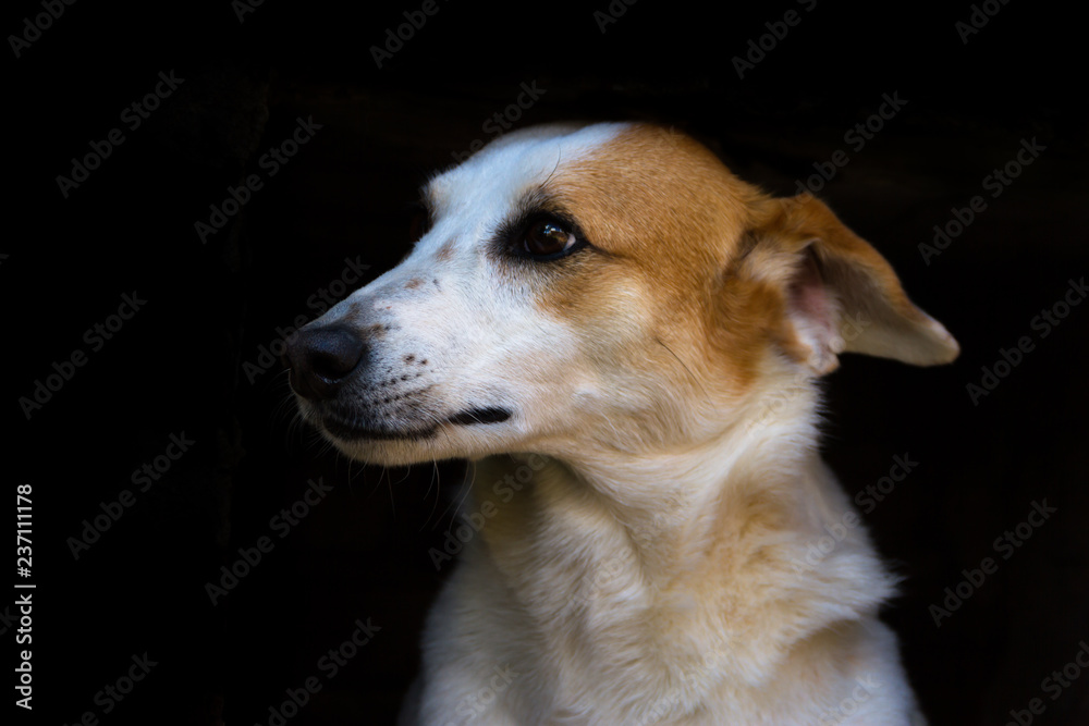portrait of stray dog on black background portrait of stray dog on black background