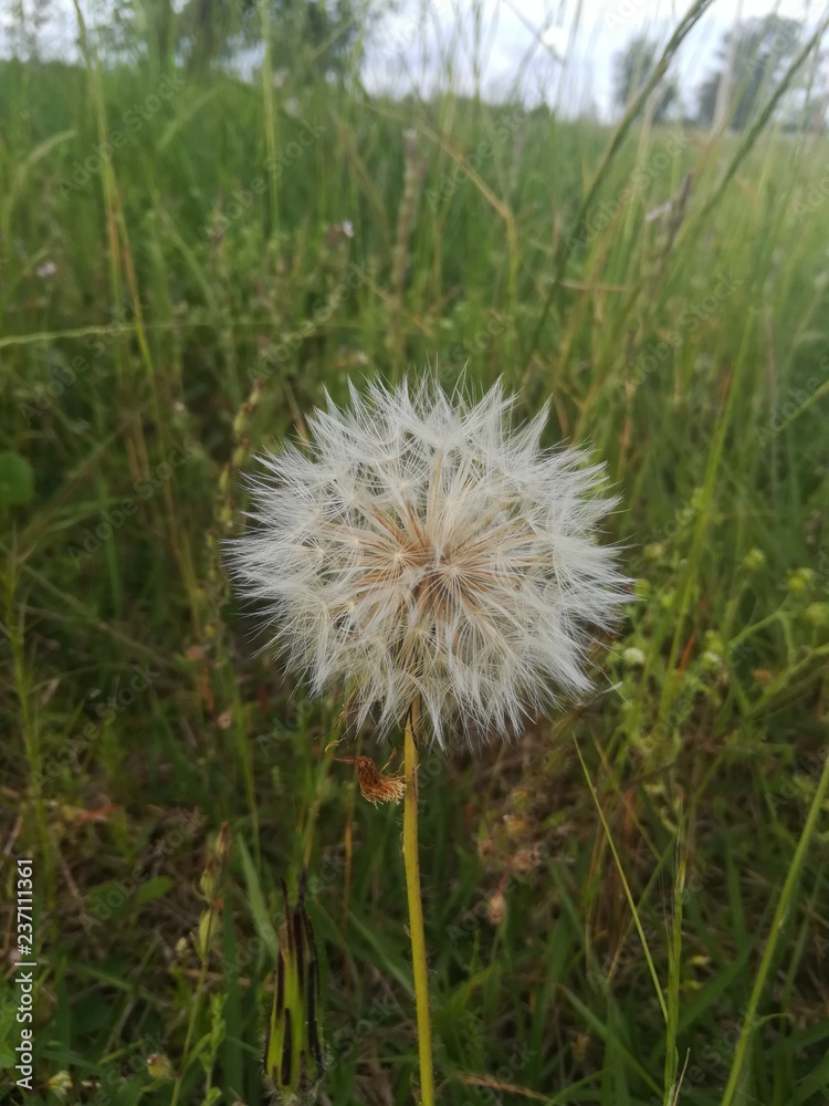 Fototapeta premium Dandelion/ Diente de león