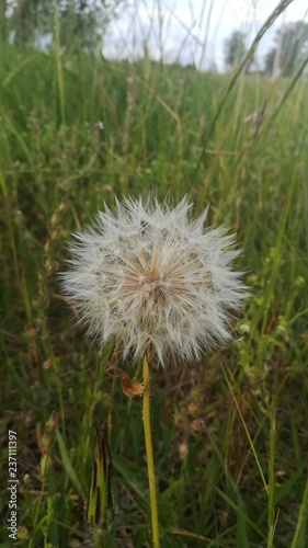 Dandelion  Diente de le  n