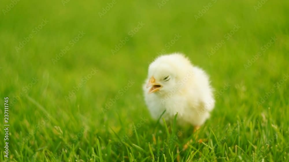 Yellow newborn chicken is standing in grass and peeping. FullHD 1080p. Yellow newborn chicken is standing in grass and peeping. FullHD 1080p.