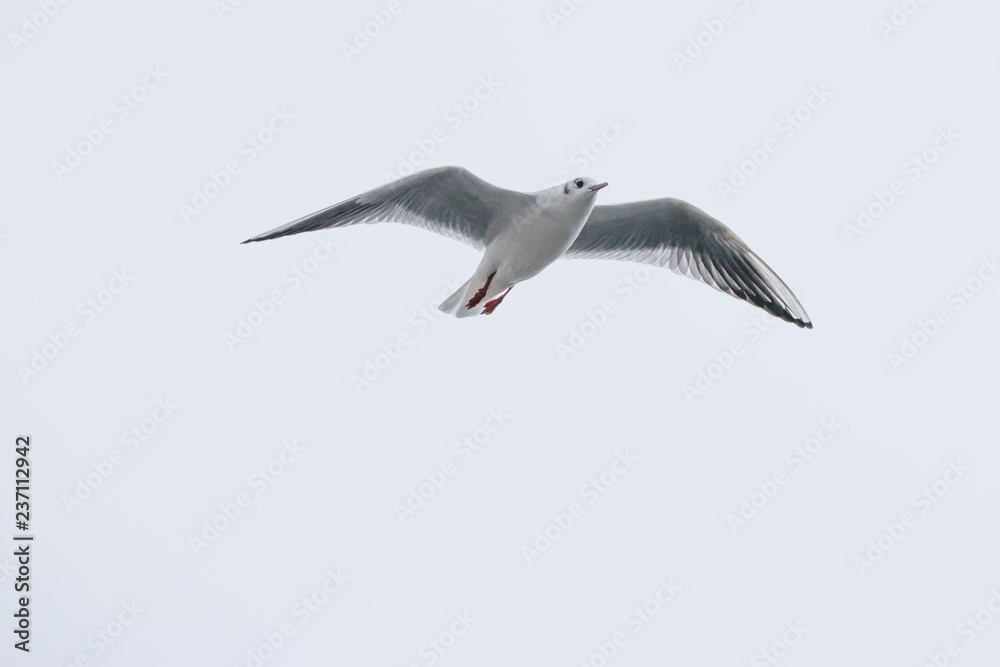 Obraz premium 飛ぶカモメ