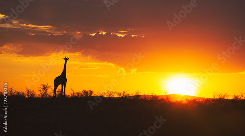 Giraffe at sunset in African plains