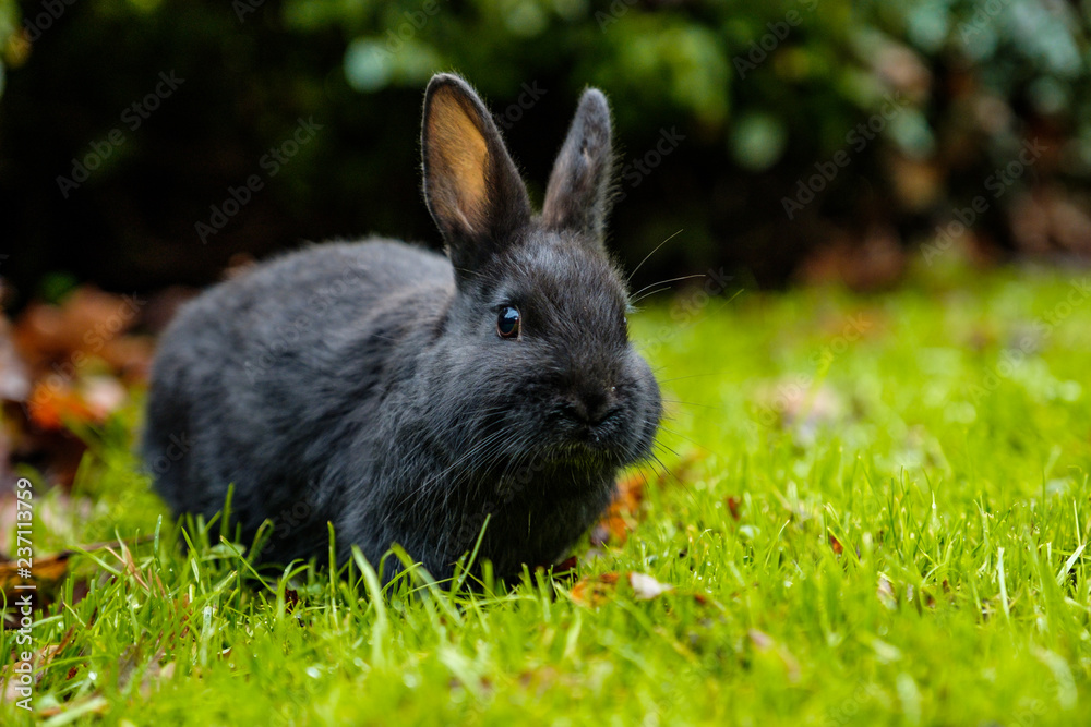 cute black bunny sitting on the green grass looking at you cute black bunny sitting on the green grass looking at you