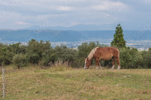 Fototapeta Naklejka Na Ścianę i Meble -  Green grass field with Aso mountain background and horse, Aso, Kumamoto, Kyushu, Japan