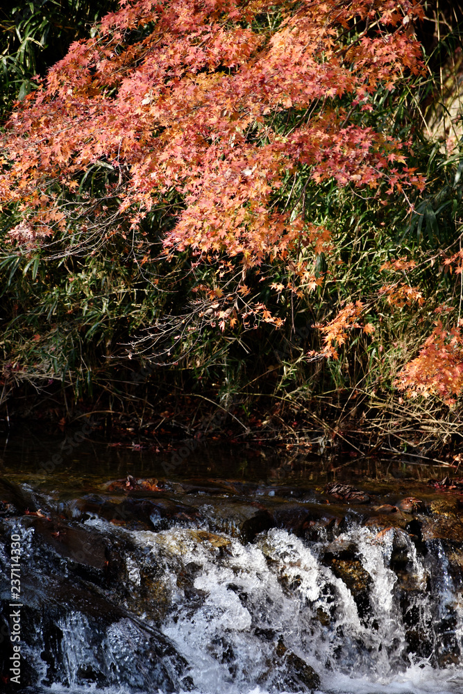 Fototapeta premium 日本、京都、八瀬の川と紅葉(53)