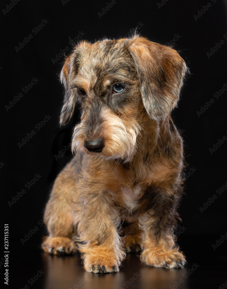 Coarse dachshund dog on Isolated Black Background in studio