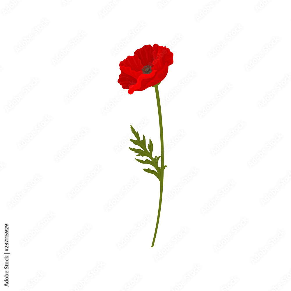 Blooming red poppy flower with stem, floral design element vector Illustration on a white background Blooming red poppy flower with stem, floral design element vector Illustration on a white background
