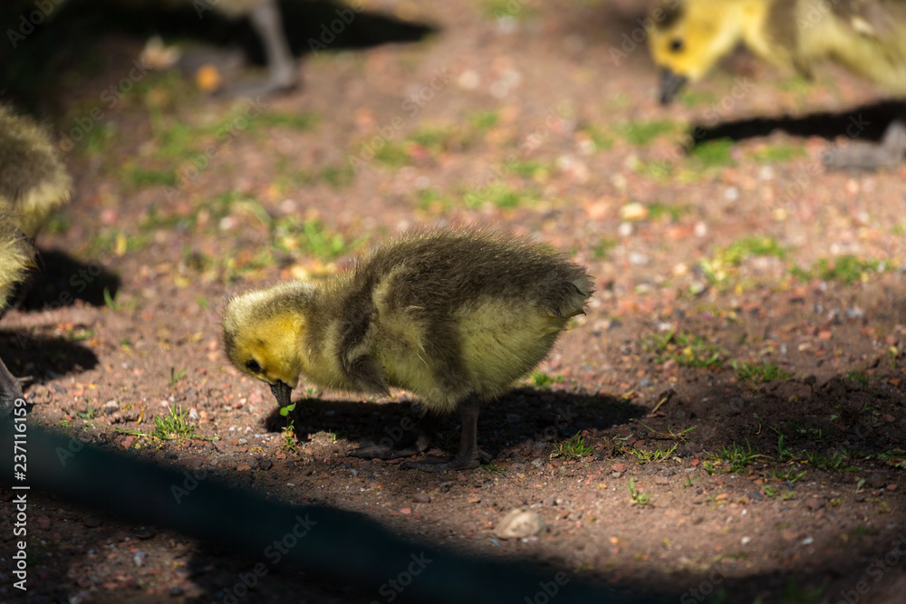 Obraz premium Young canadian goose