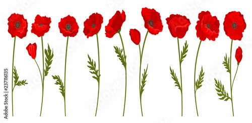 Collection of bright blooming red poppy flowers with stems and leaves, floral design element vector Illustration on a white background