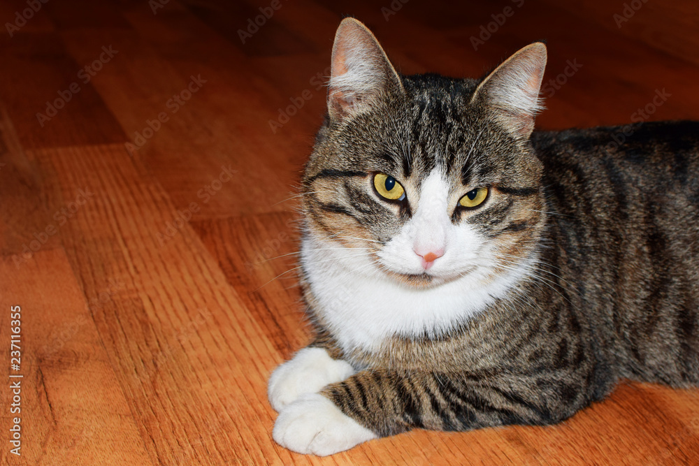 Portrait of brown grey striped cat lying on wooden floor with copy space for text.