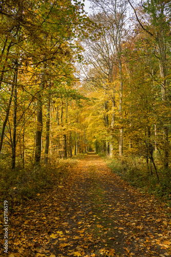 Fototapeta Naklejka Na Ścianę i Meble -  Autumn forest scenery with rays of warm light illumining the gold foliage and a footpath leading into the scene