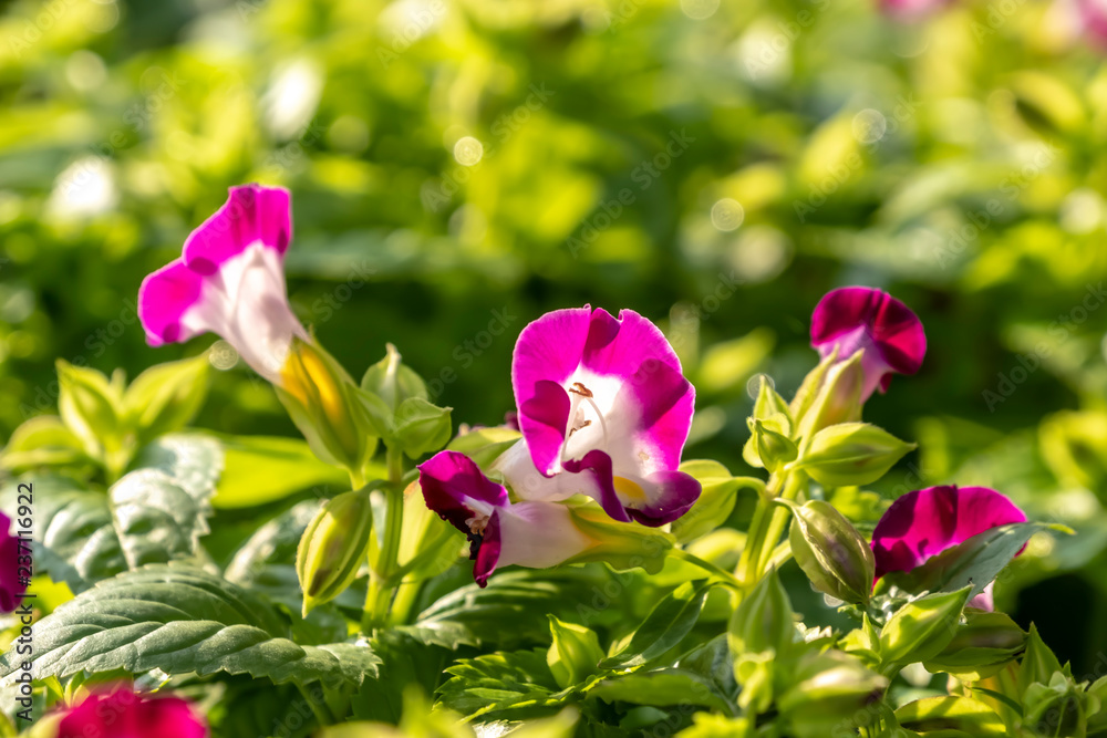 Pink flowers for gardening, or Torenia fournieriLinden