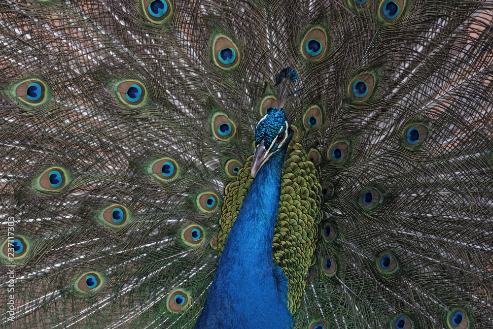 Obraz premium Portrait of an Indian peafowl or the blue peafowl