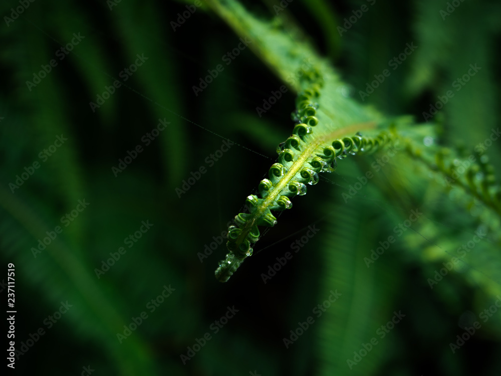 Closeup fern leaves in a tropical rain forest, Phetchaburi, Thailand