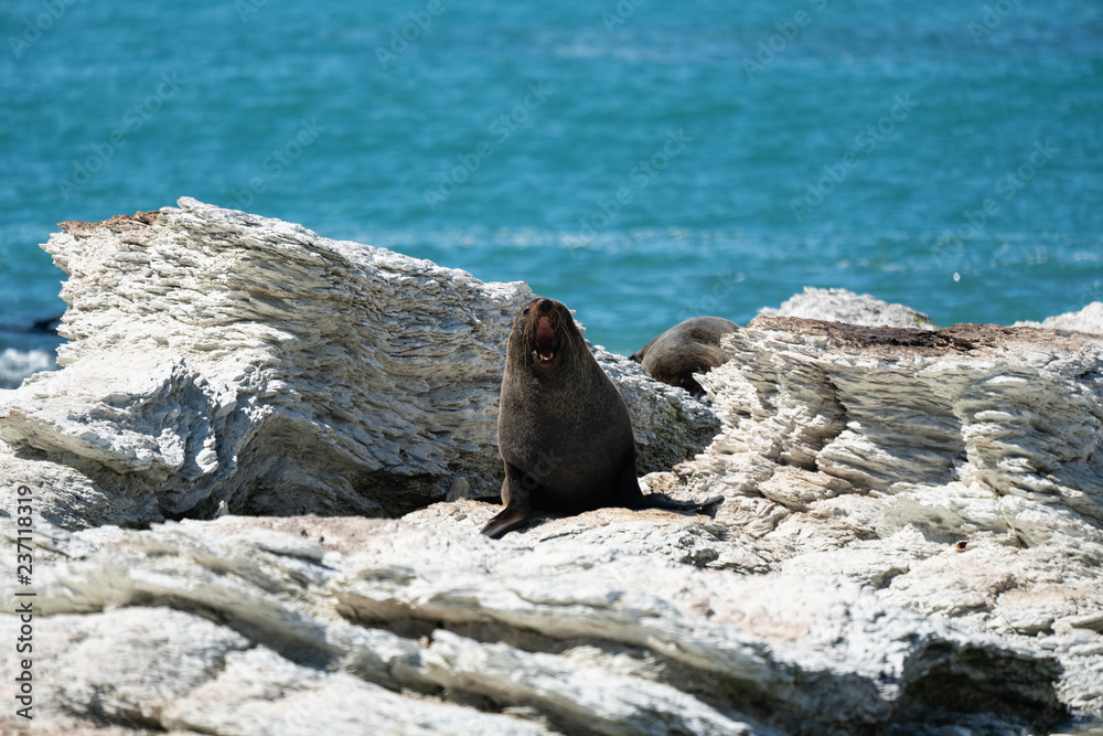 Fototapeta premium New Zealand fur seal 