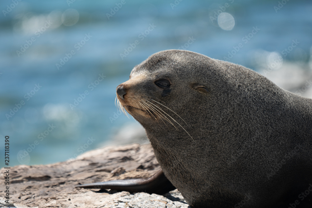 Fototapeta premium New Zealand fur seal 