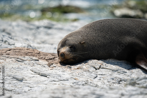 New Zealand fur seal 