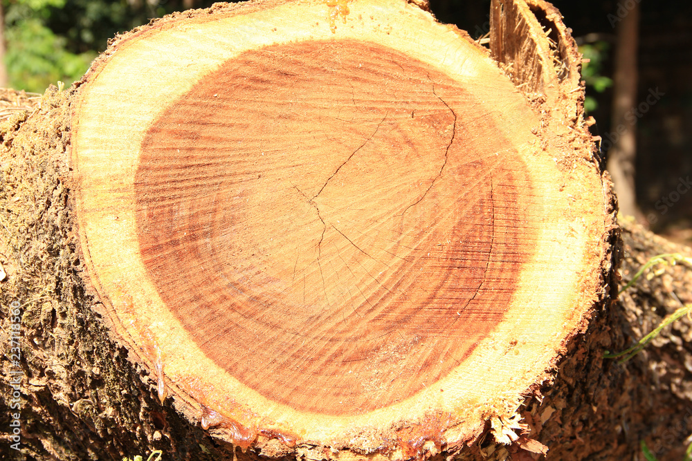 stump the bottom part of a tree left projecting from the ground after most of the trunk has fallen or been cut down. stump the bottom part of a tree left projecting from the ground after most of the trunk has fallen or been cut down.