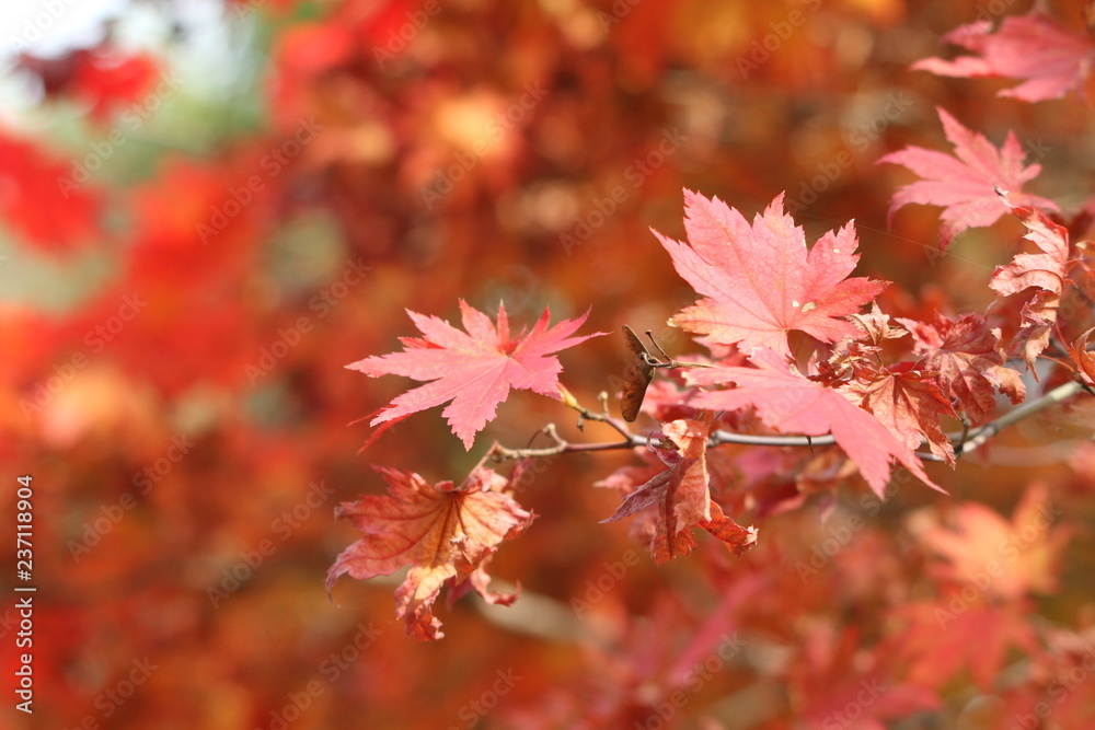 autumn leaves autumn leaves