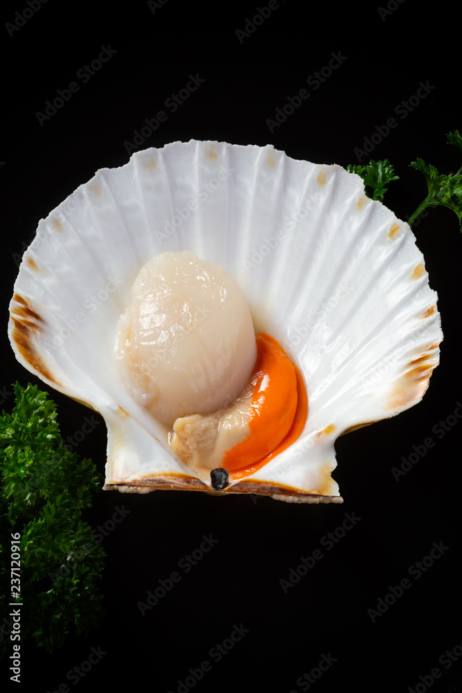 Fresh scallops in the shell top view. Beautiful image of seafood in a low key. Fresh scallops in the shell top view. Beautiful image of seafood in a low key.