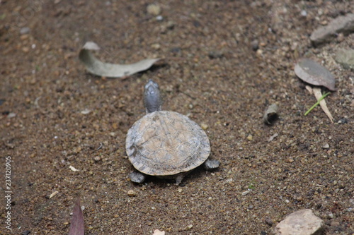 turtle in sand