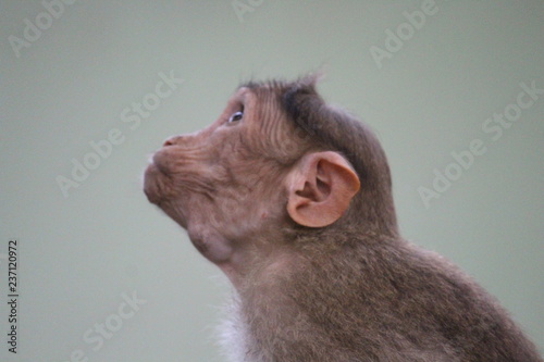Monkey